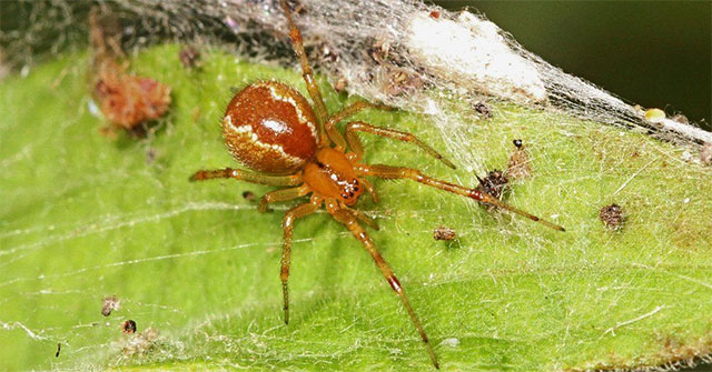 Spiders are getting more aggressive because of climate change