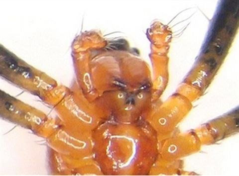 Spiders become good fighters after being castrated