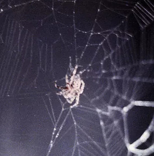 Spiders can also spread silk in the universe