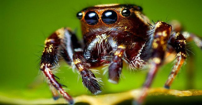 Spiders can 'hear human voices'