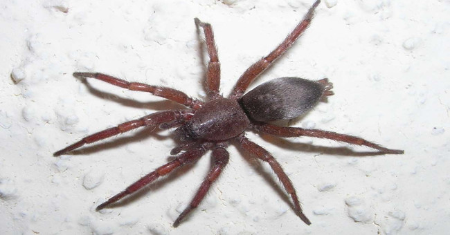 Spiders can release silk to neutralize prey