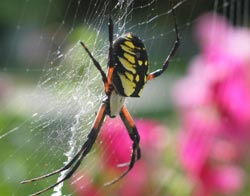 Spiders cling to the wall thanks to silk