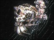 Spiders create effigies to trick enemies