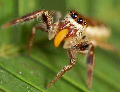 Spiders eat 'vegetarian'