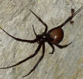 Spiders 'embarrassed' are rare in rotten coffins
