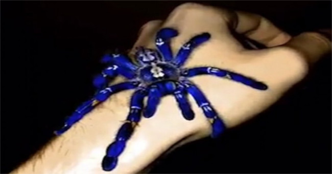 Spiders evolved into unusual electro-optical blue