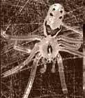 Spiders have a happy face