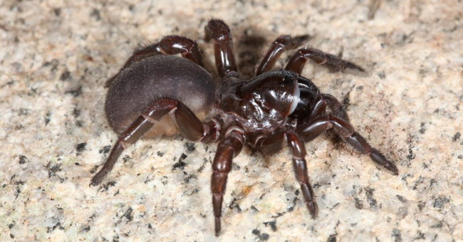 Spiders have a horror ability that new scientific hours have discovered