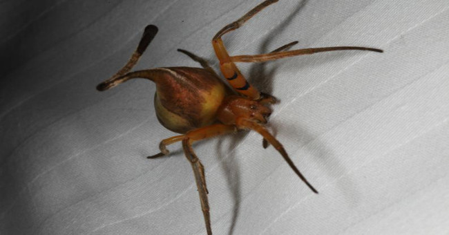 Spiders have the ability to turn into amazingly perfect leaves