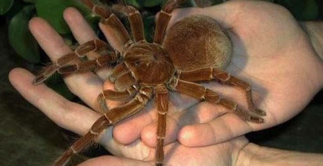 Spiders hide hidden crickets in the blink of an eye
