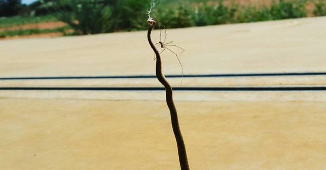 Spiders kill snakes, hang corpses on the net to eat slowly