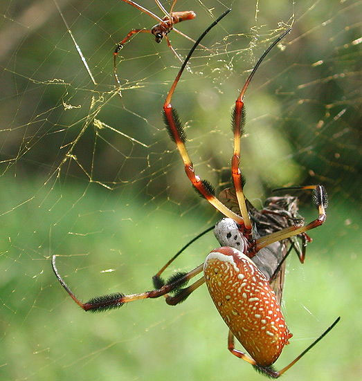 Spiders use ants