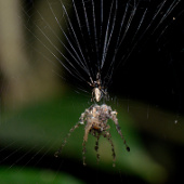 Spiders use 'bird prey'