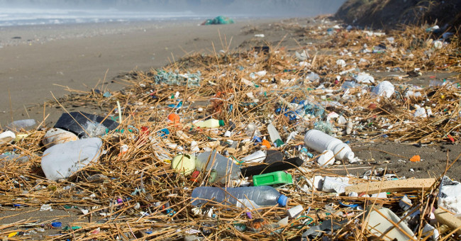 Spill on marine fish contaminated with toxic plastic