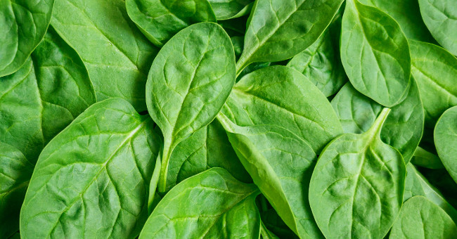 Spinach leaves are 'turning' into human heart tissue