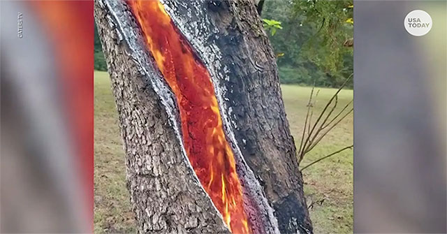 Split trunks caught fire from the inside