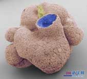 Sponge fossils 600 million years