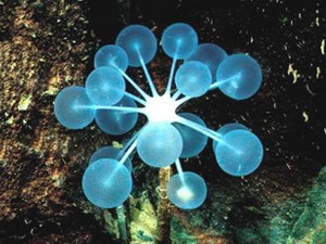 Sponges have up to 70% of human genes