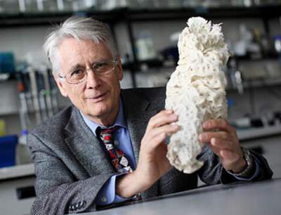 Sponges - Natural medicine cabinets