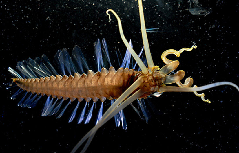 Spooky sea creatures in Indonesia-Philipine waters