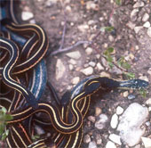 Spooky striped snake