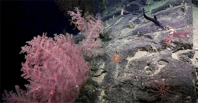 Spot the 'coral garden' under an underground canyon