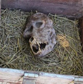 Spot the 'werewolf' skull