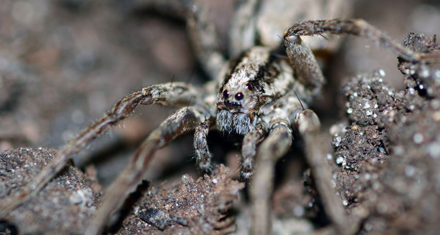 Spotted spiders emitting a
