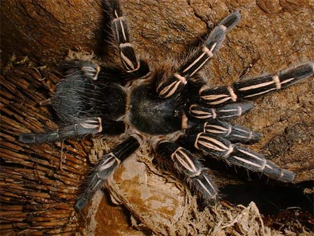Spotted spiders from ... legs