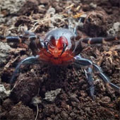 Spotted spiders have red fangs like blood in Australia