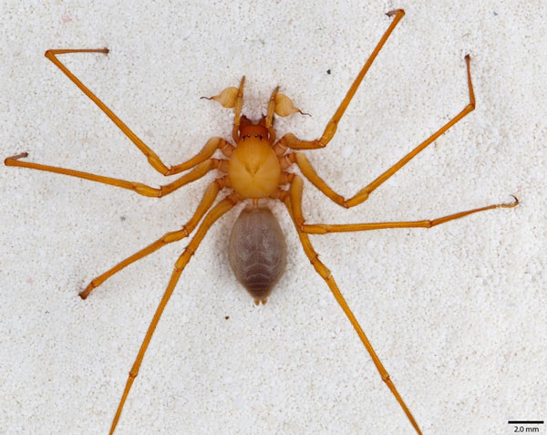 Spotted spiders have strange legs in America