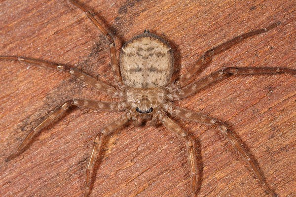 Spotted spiders know to 'fly' in South America