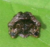 Spotted spiders transform into bird droppings
