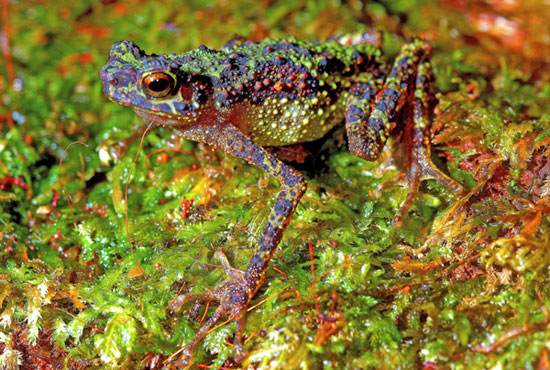 Spotted the toad after 90 years