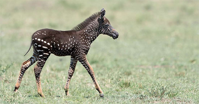 Spotted zebras appear on African pastures