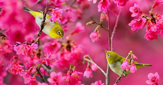 Spring bird wings