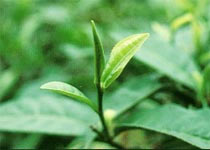 Spring buds - folk medicine