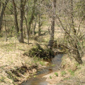 Spring can come earlier with North American forests, increasing CO2 absorption