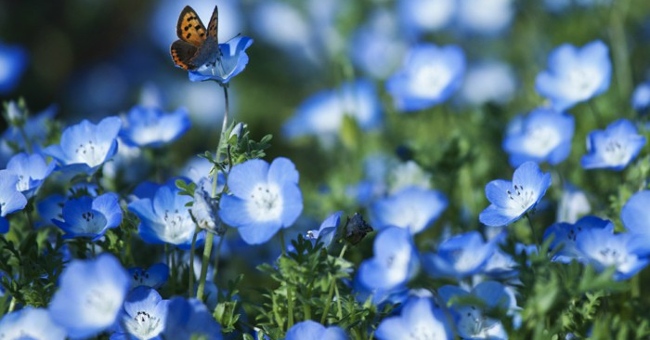 Spring is full of flowers in Phu Tang