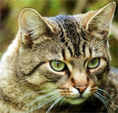Spy agent - unsuccessful mission of the CIA