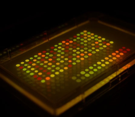 Spy hides messages in bacteria