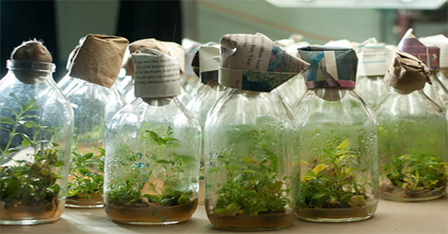 'Squeeze' plants grow fast, reduce electricity costs by half