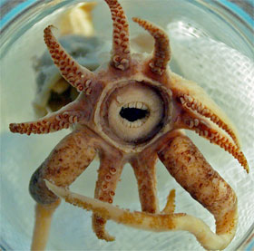 Squid and fish teething like humans