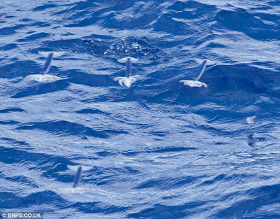 Squid 'flying' at sea