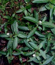 Squid grass - medicine heat and stop bleeding