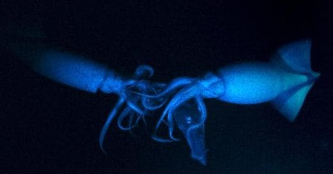 Squid hunting and cannibalism at a depth of nearly 800 meters
