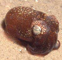 Squid knows how to adjust personality according to the environment