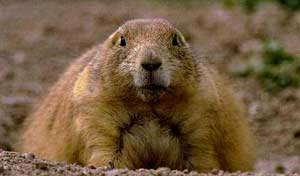 Squirrel knows how to bark