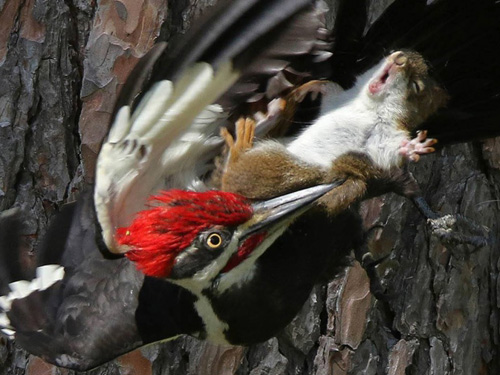 Squirrels are spectacularly knocked down by woodpeckers