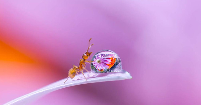 'Stand picture' with beautiful glitter photos: Dew drops and ants